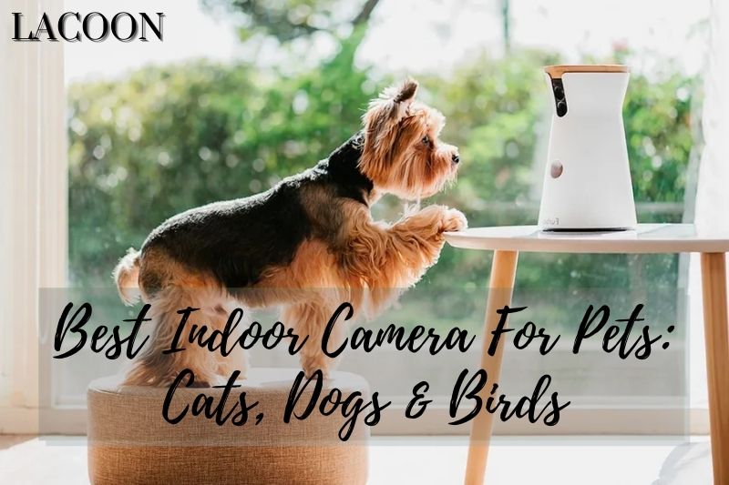Best Indoor Camera For Pets 2022: Cats, Dogs & Birds