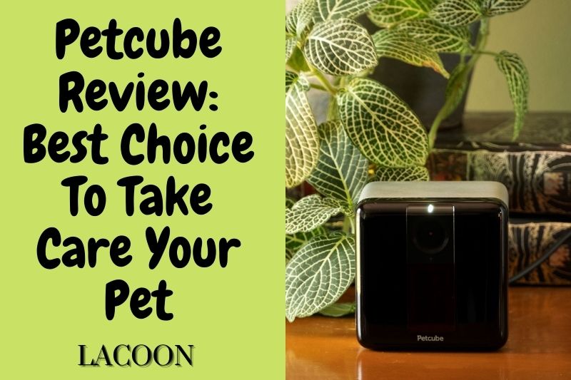 Petcube Review 2022: Best Choice To Take Care Your Pet