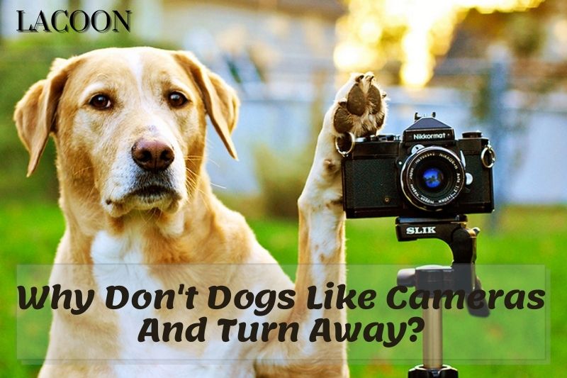 Why Don't Dogs Like Cameras And Turn Away 2022
