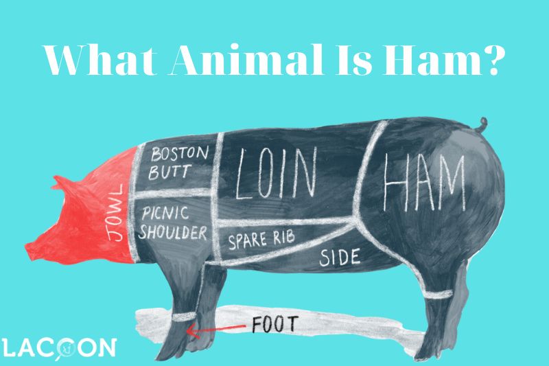 Discovering The Source What Animal Is Ham