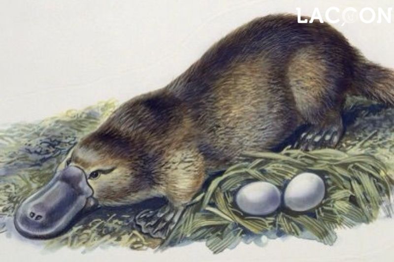 FAQs about what mammals lay eggs