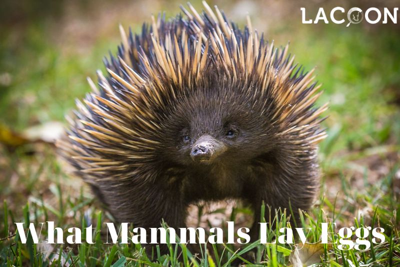 What Mammals Lay Eggs Discover the Fascinating World of Egg-Laying Mammals