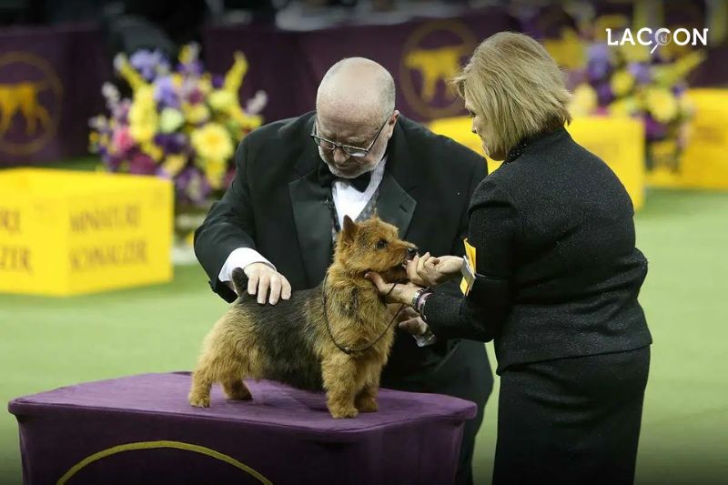 The Westminster Dog Show Experience