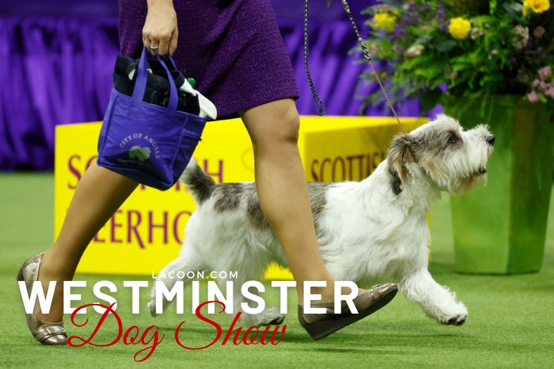 Who Won Westminster Dog Show 2023 - A Look At The Distinguished Gentle