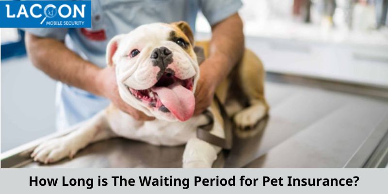 How Long is The Waiting Period for Pet Insurance?